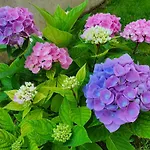 Casa Antonia 招待所 科斯蒂内什蒂
