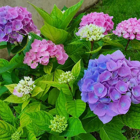 Casa Antonia Konukevi Costinești